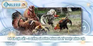 Đá Gà Cựa Sắt - 3 Giống Gà Dũng Mãnh Và Kỹ Thuật Băng Cựa