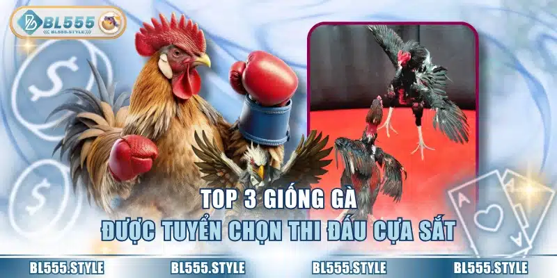 Top 3 giống gà được tuyển chọn thi đấu cựa sắt