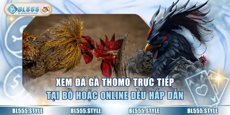Xem đá gà Thomo trực tiếp tại bồ hoặc online đều hấp dẫn
